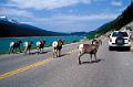 canada alberta 38